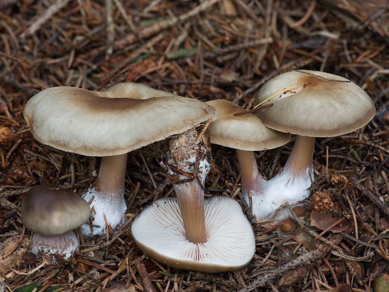 Rhodocollybia butyracea f. asema